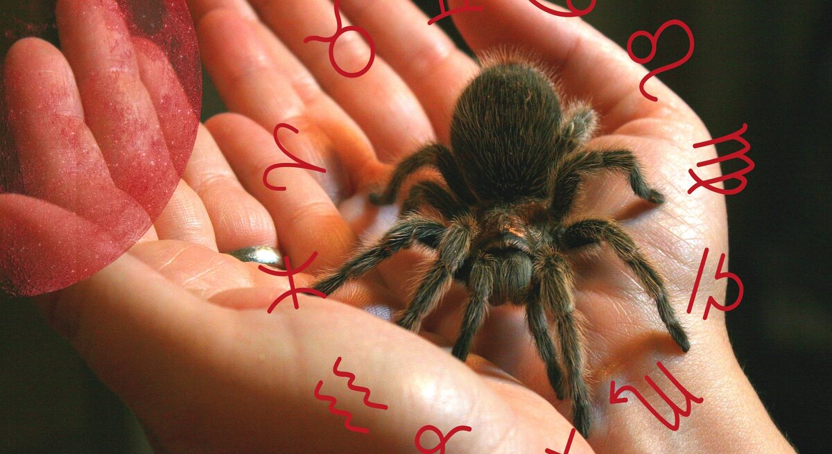 Eine Vogelspinne sitzt auf einer Handfläche, umgeben von des astrologischen Symbolen des Tierkreises. 