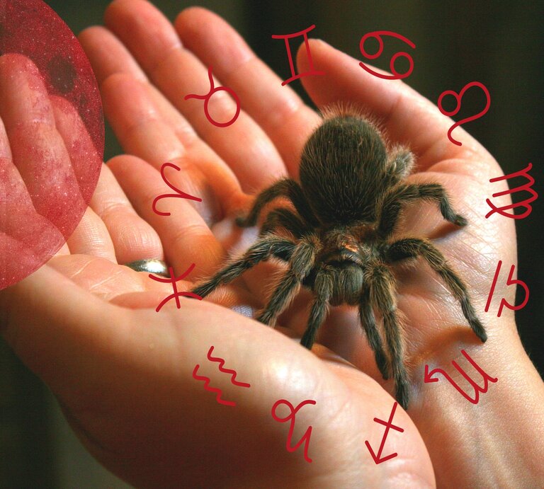 Eine Vogelspinne sitzt auf einer Handfläche, umgeben von des astrologischen Symbolen des Tierkreises.  | © Brent K. Moore \ SeeMidTN.com/Gettyimages, keronyart, mystikalforest via Canva.com [M]