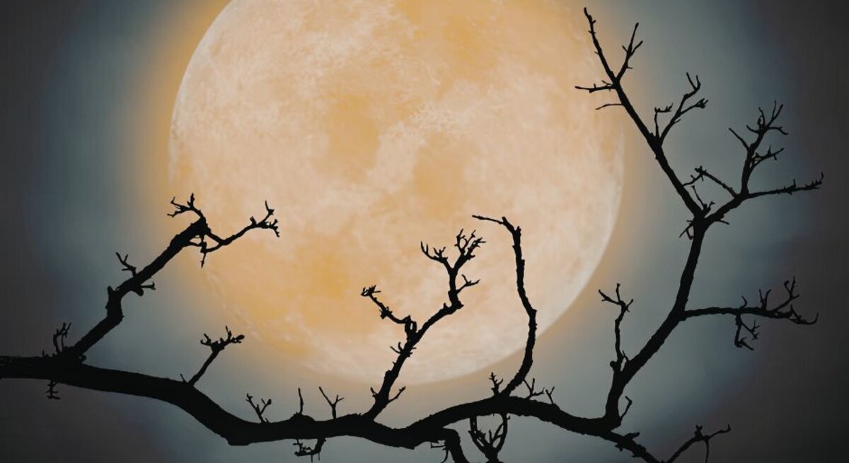 Ein großer, gelblicher Vollmond leuchtet im Nachthimmel, umgeben von einem sanften, diffusen Lichtschein. Im Vordergrund ist die Silhouette eines kahlen, verzweigten Baumes zu sehen, dessen dunkle Äste sich kontrastreich vor dem Mond abheben.