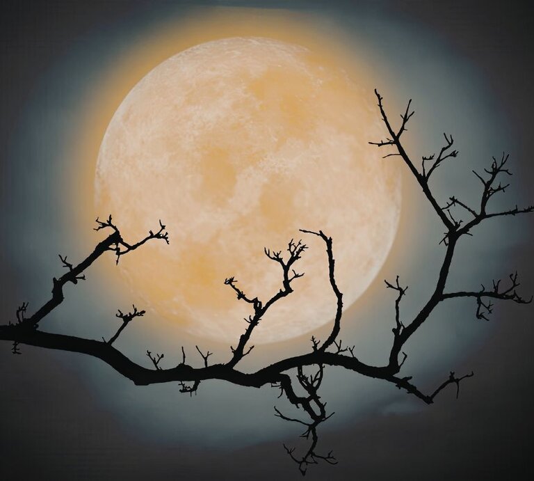 Ein großer, gelblicher Vollmond leuchtet im Nachthimmel, umgeben von einem sanften, diffusen Lichtschein. Im Vordergrund ist die Silhouette eines kahlen, verzweigten Baumes zu sehen, dessen dunkle Äste sich kontrastreich vor dem Mond abheben. | © Felicia Manolache's Images via Canva.com