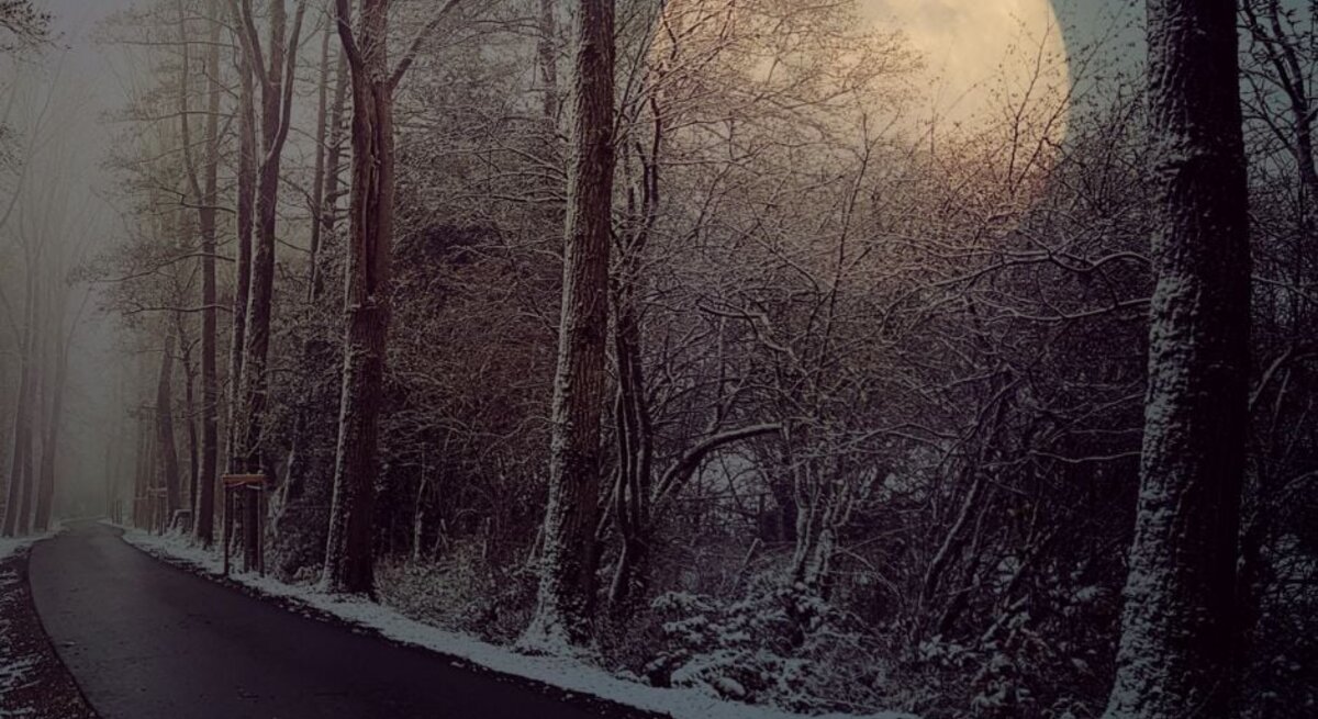 Ein verschneiter Waldweg bei Nacht, umgeben von hohen, kahlen Bäumen. Der Vollmond scheint hell und groß am Himmel und wirft ein sanftes Licht auf die winterliche Landschaft.