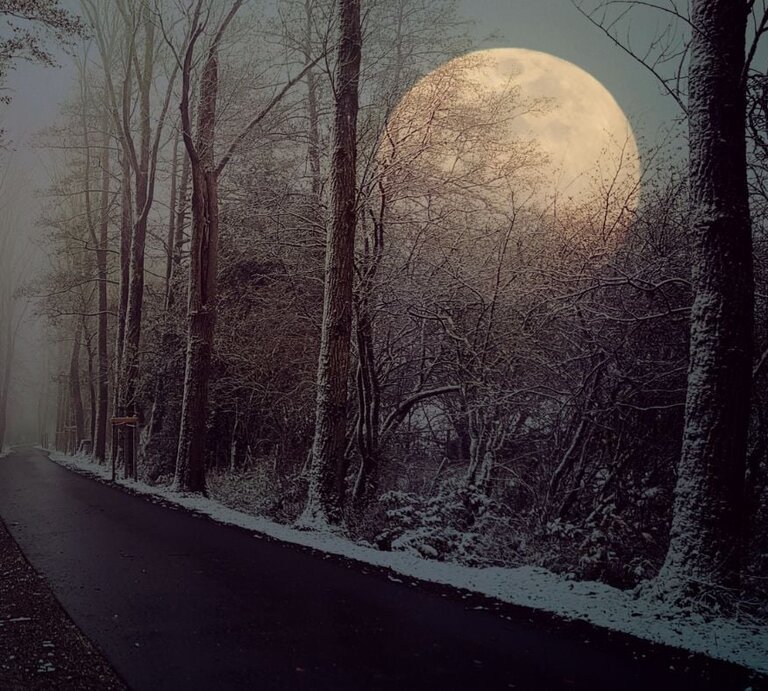 Ein verschneiter Waldweg bei Nacht, umgeben von hohen, kahlen Bäumen. Der Vollmond scheint hell und groß am Himmel und wirft ein sanftes Licht auf die winterliche Landschaft. | © pixabay/ cocoparisienne via Canva.com