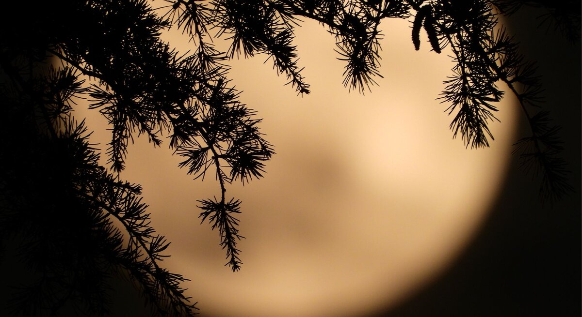 Silhouette dunkler Nadelbaumzweige vor einer großen, warm leuchtenden Vollmondscheibe in der Nacht.