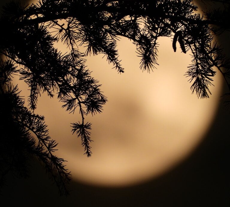 Silhouette dunkler Nadelbaumzweige vor einer großen, warm leuchtenden Vollmondscheibe in der Nacht. | © Getty Images Signature/ claudio.arnese via Canva.com