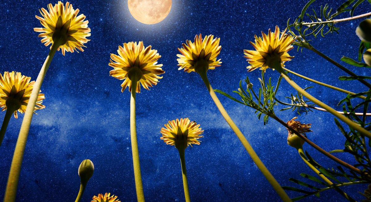 Gelbe Blumen aus der Froschperspektive vor tiefblauem Sternenhimmel mit leuchtendem Vollmond.