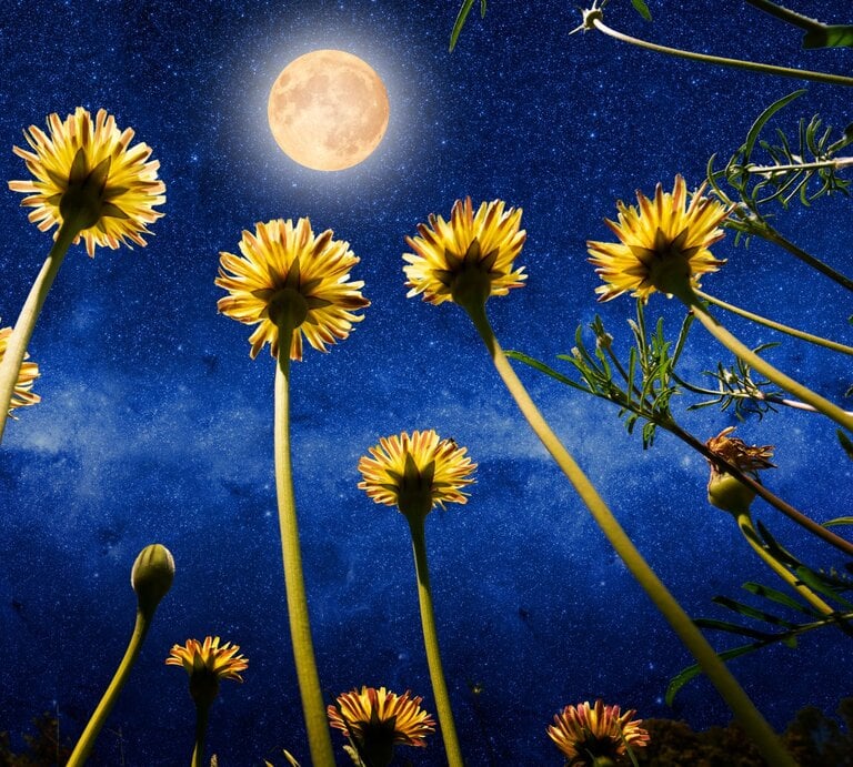 Gelbe Blumen aus der Froschperspektive vor tiefblauem Sternenhimmel mit leuchtendem Vollmond. | © Getty Images/ quickshooting via Canva.com