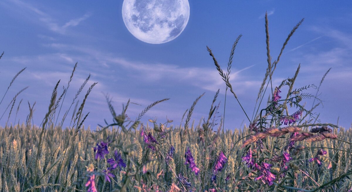 Vollmond über einem sommerlichen Getreidefeld mit lila Wildblumen im Vordergrund. Der Himmel ist leicht bewölkt und in sanften Blau- und Violetttönen gefärbt – eine ruhige, mystische Abendstimmung mit natürlicher Schönheit.