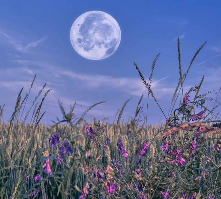 Vollmond über einem sommerlichen Getreidefeld mit lila Wildblumen im Vordergrund. Der Himmel ist leicht bewölkt und in sanften Blau- und Violetttönen gefärbt – eine ruhige, mystische Abendstimmung mit natürlicher Schönheit. | © Getty Images/ jelena cvejic via Canva.com [M]