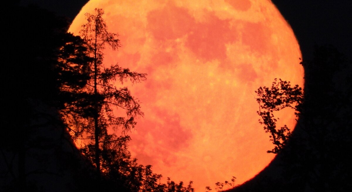 Ein leuchtend orangefarbener Vollmond, bekannt als „Erdbeermond“, steigt hinter einer dunklen Silhouette aus Bäumen und Ästen auf. Der Himmel ist tiefschwarz, was den intensiven Farbkontrast des Mondes noch stärker hervortreten lässt. Die Szene wirkt mystisch und atmosphärisch.