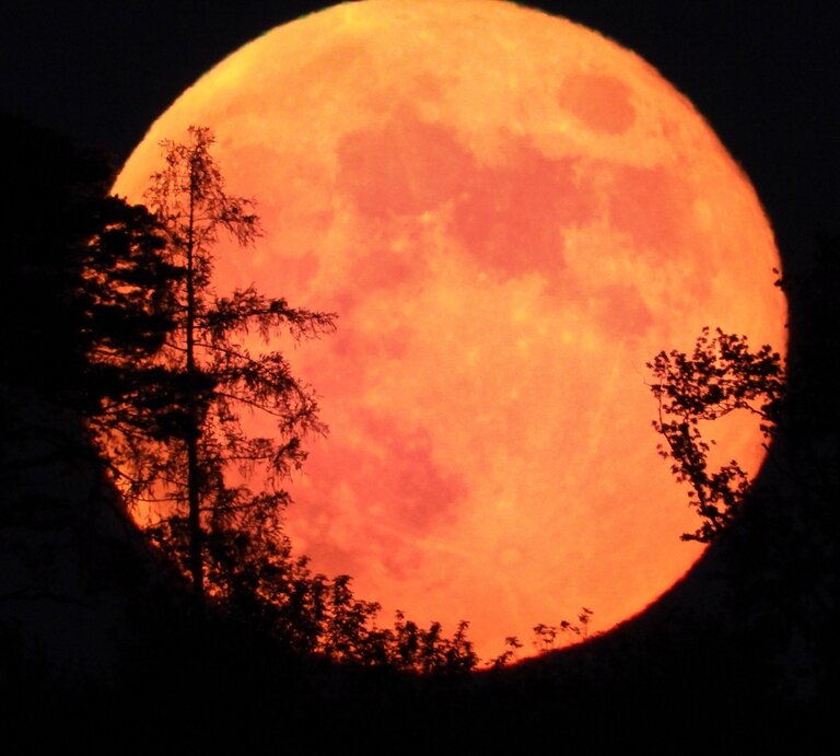 Ein leuchtend orangefarbener Vollmond, bekannt als „Erdbeermond“, steigt hinter einer dunklen Silhouette aus Bäumen und Ästen auf. Der Himmel ist tiefschwarz, was den intensiven Farbkontrast des Mondes noch stärker hervortreten lässt. Die Szene wirkt mystisch und atmosphärisch. | © Getty Images/ Maurizio Colella via Canva.com