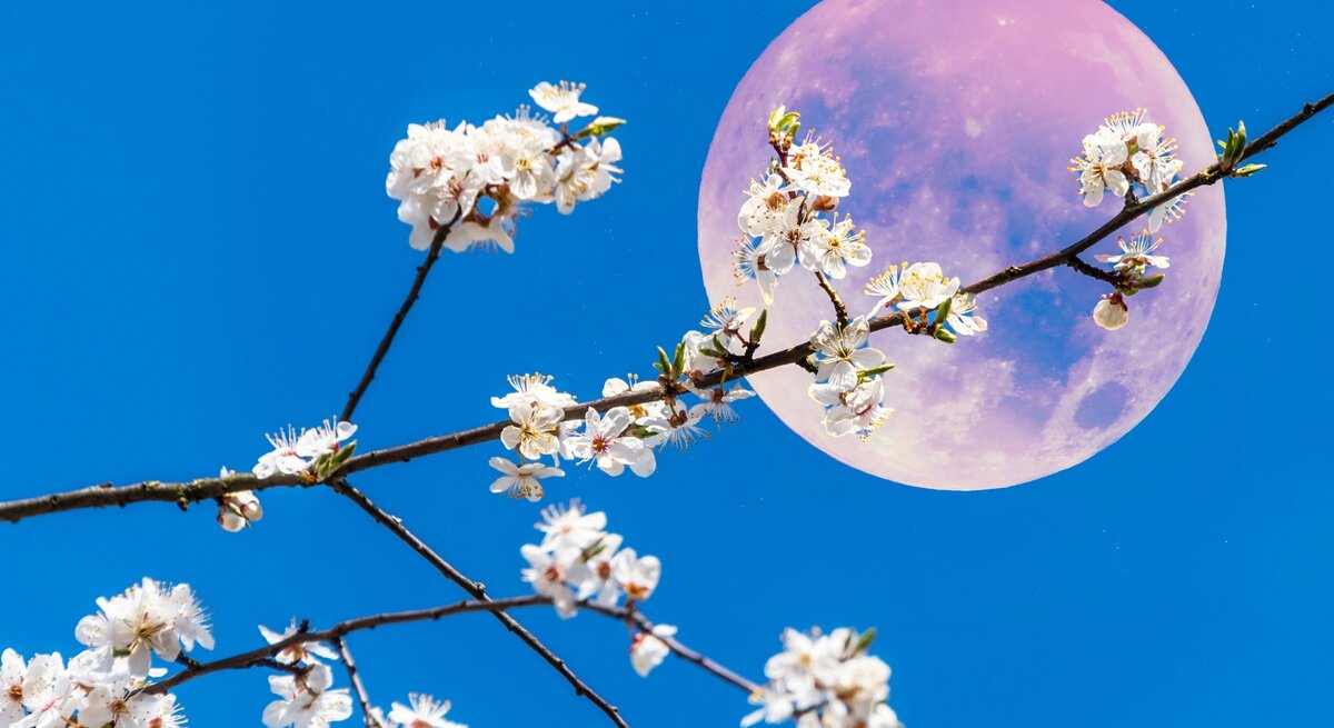 Ein rosa Vollmond vor einem blauen Himmel. Dafür ewin blühender Ast von einem Apfelbaum mit weißen Blüten.