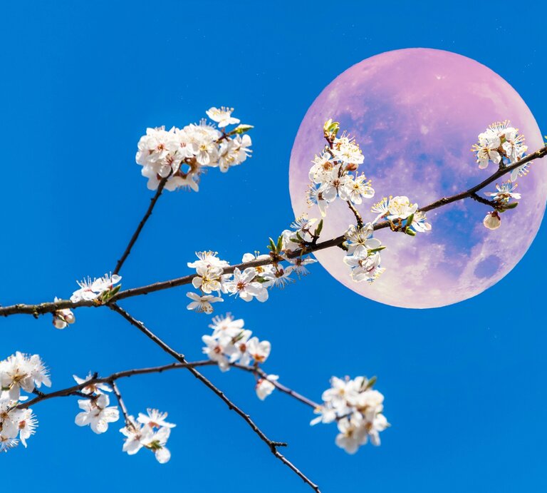 Ein rosa Vollmond vor einem blauen Himmel. Dafür ewin blühender Ast von einem Apfelbaum mit weißen Blüten. | © Getty Images/ Budanatr via Canva.com [M]