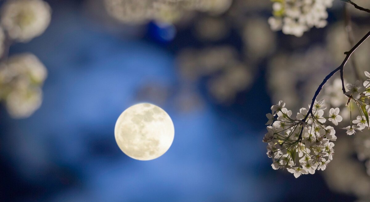 Vollmond am nächtlichen Himmel, umrahmt von sanft verschwommenen weißen Blüten eines blühenden Baumes. Die Szene wirkt ruhig, verträumt und symbolisiert den Einklang von Natur und kosmischer Energie.