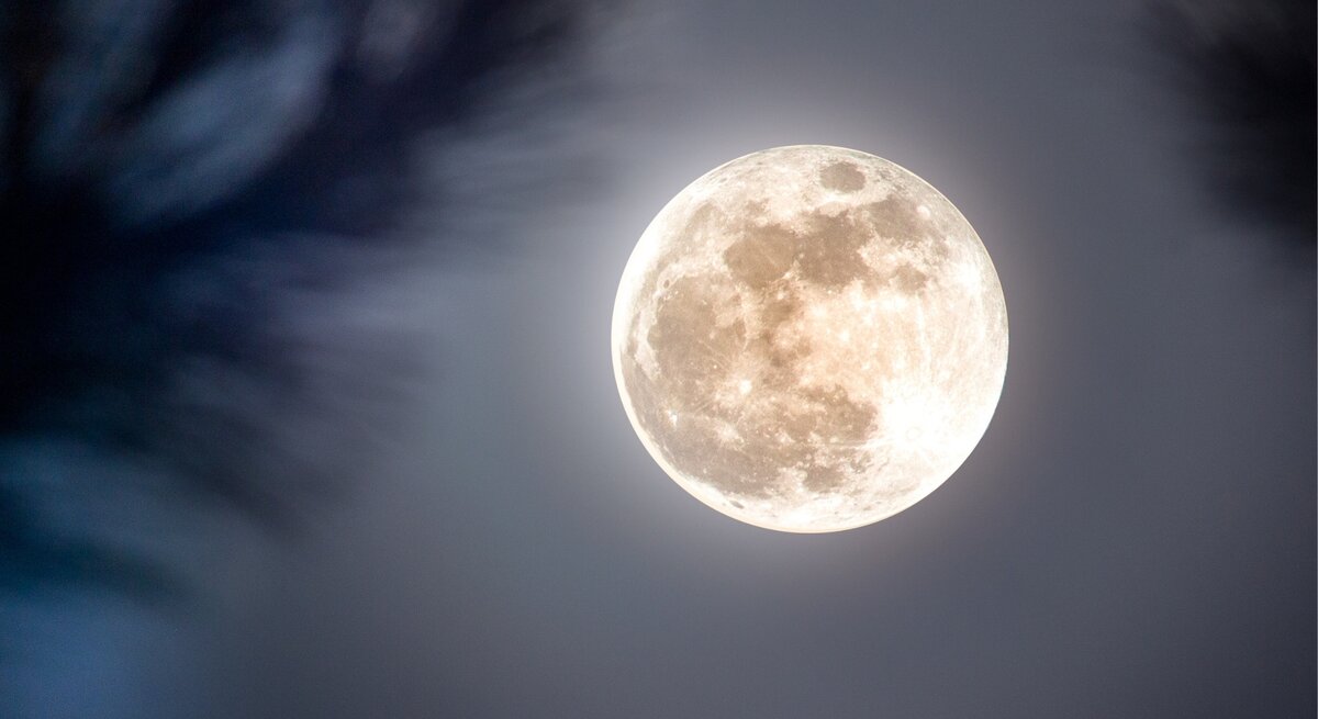 Mondhoroskop Januar: Vollmond am Nachthimmel, umgeben von unscharfen, dunklen Silhouetten von Ästen.