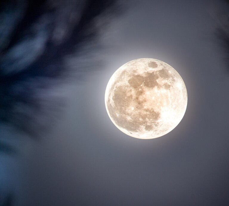 Mondhoroskop Januar: Vollmond am Nachthimmel, umgeben von unscharfen, dunklen Silhouetten von Ästen. | ©  Getty Images Pro/ Leonardo Macedo via Cancva.com