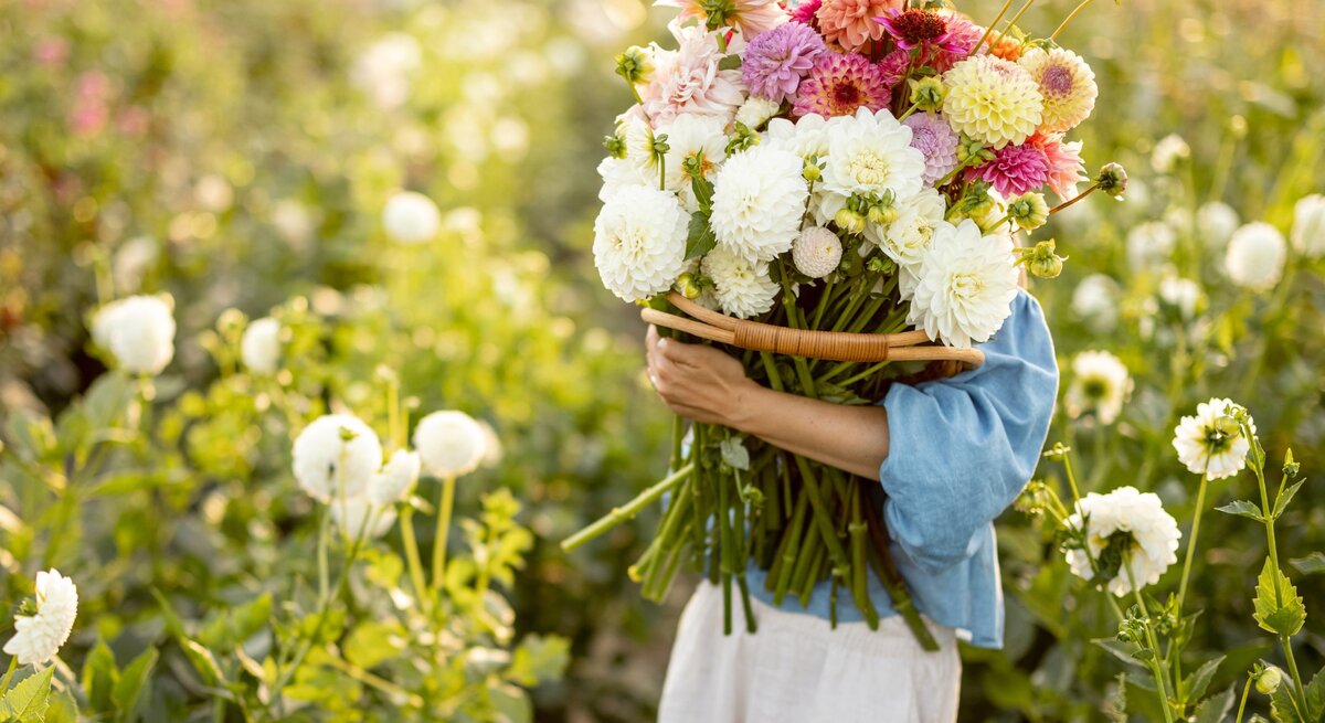 Eine Frau auf einer Blumenwiese, die einen Blumenstrauß in ihren Armen hält, der ihren Oberkörper und Kopf vollständig verdeckt. In dem Blumenstrauß sind weiße, rote und pinkfarbene Dahlien.