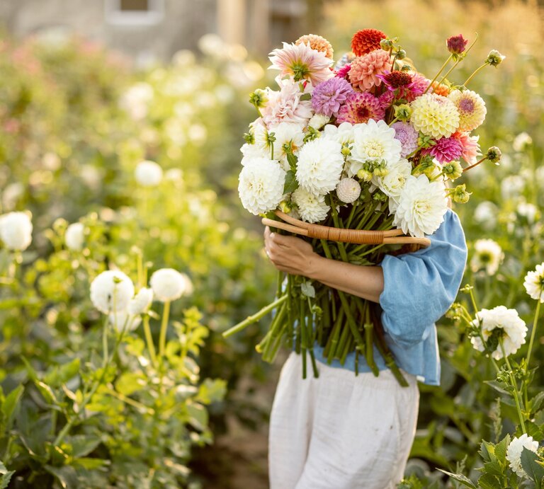 Eine Frau auf einer Blumenwiese, die einen Blumenstrauß in ihren Armen hält, der ihren Oberkörper und Kopf vollständig verdeckt. In dem Blumenstrauß sind weiße, rote und pinkfarbene Dahlien. | © Adobe Stock/ rh2010