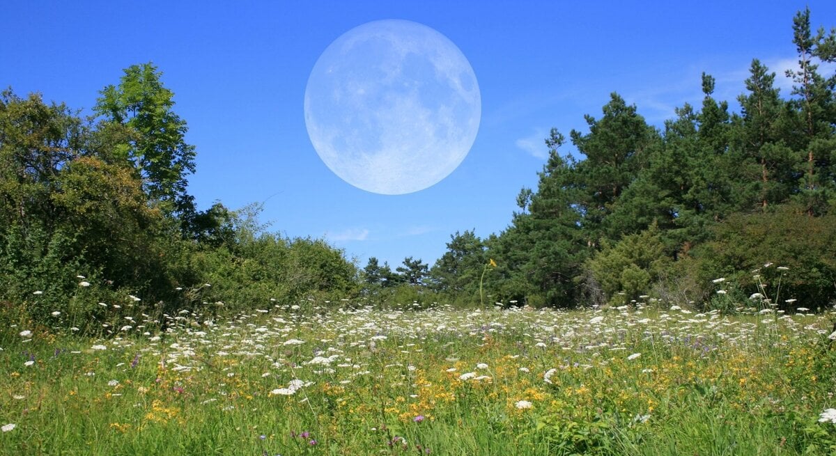 Sommerliche Blumenwiese mit Wildblumen vor einem Wald unter blauem Himmel; ein riesiger, blass sichtbarer Vollmond steht am Tageshimmel.