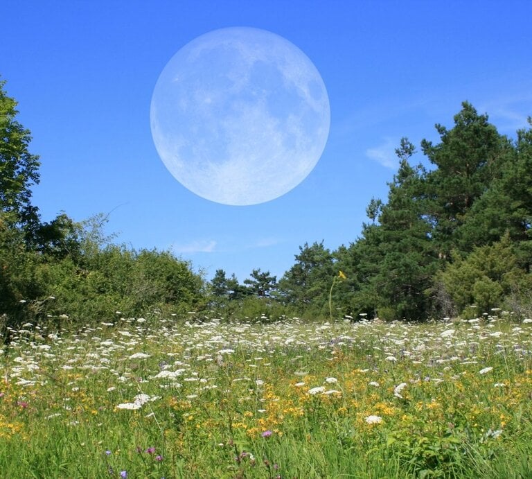 Sommerliche Blumenwiese mit Wildblumen vor einem Wald unter blauem Himmel; ein riesiger, blass sichtbarer Vollmond steht am Tageshimmel. | © Adobe Stock/ Peter Kirschner