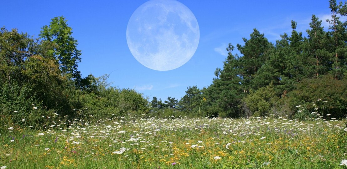Sommerliche Blumenwiese mit Wildblumen vor einem Wald unter blauem Himmel; ein riesiger, blass sichtbarer Vollmond steht am Tageshimmel. | © Adobe Stock/ Peter Kirschner