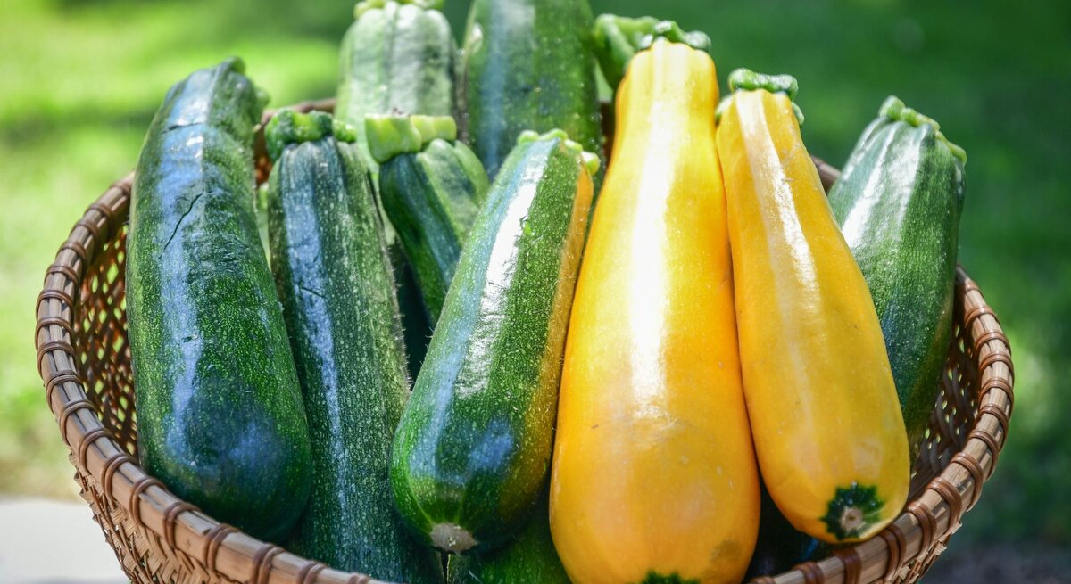 Ein Korb mit grünen und gelben Zucchinis.