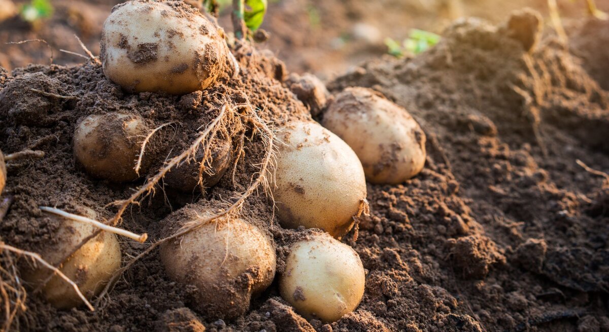 Frisch geerntete Kartoffeln mit Wurzeln liegen auf einem Acker im Morgenlicht, noch leicht mit Erde bedeckt.