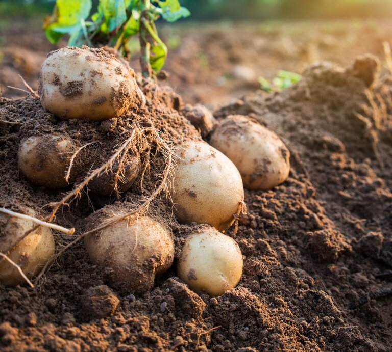 Frisch geerntete Kartoffeln mit Wurzeln liegen auf einem Acker im Morgenlicht, noch leicht mit Erde bedeckt. | © AdobeStock/natara