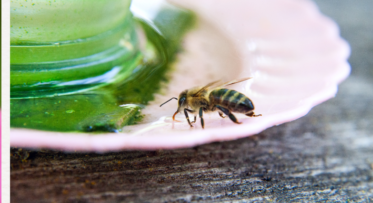 Drei Nahaufnahmen von Bienen: eine sammelt Pollen auf rosa Blüte, zwei trinken Flüssigkeit auf Holz und glänzender Oberfläche.