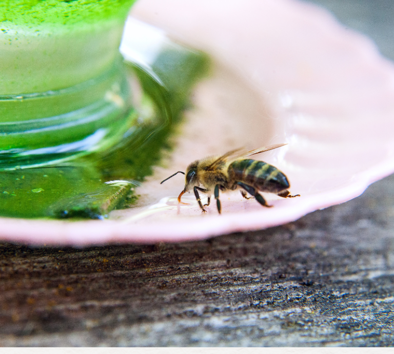 Drei Nahaufnahmen von Bienen: eine sammelt Pollen auf rosa Blüte, zwei trinken Flüssigkeit auf Holz und glänzender Oberfläche. | © Canva/Collage: bildderfrau.de