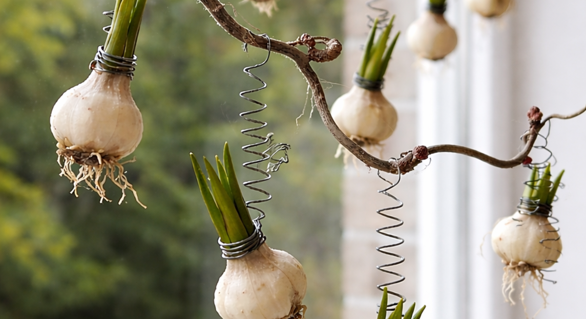 Mehrere weiße Blumenzwiebeln mit grünen Trieben hängen an Drahtspiralen von einem Ast vor einem hellen Fenster.