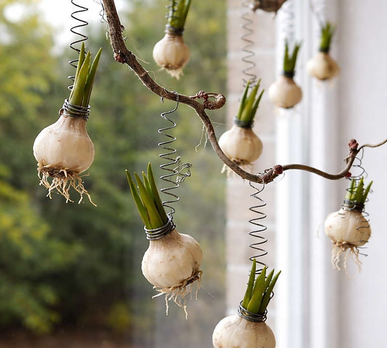 Mehrere weiße Blumenzwiebeln mit grünen Trieben hängen an Drahtspiralen von einem Ast vor einem hellen Fenster. | © Generiert mit KI (Erstellt mit ChatGPT) 