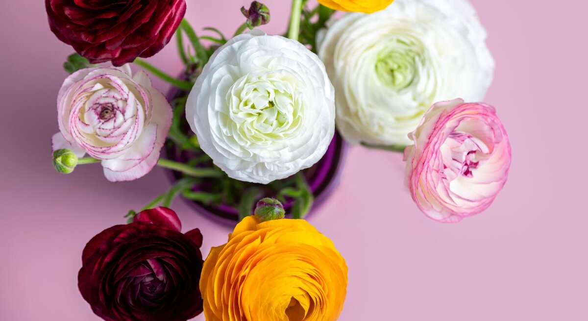 Bunte Ranunkeln in Weiß, Gelb, Rosa und Dunkelrot stehen frisch angeschnitten in einer Vase vor zartrosa Hintergrund.
