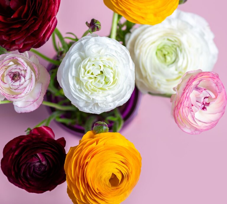 Bunte Ranunkeln in Weiß, Gelb, Rosa und Dunkelrot stehen frisch angeschnitten in einer Vase vor zartrosa Hintergrund. | © Shutterstock/Anna Mente