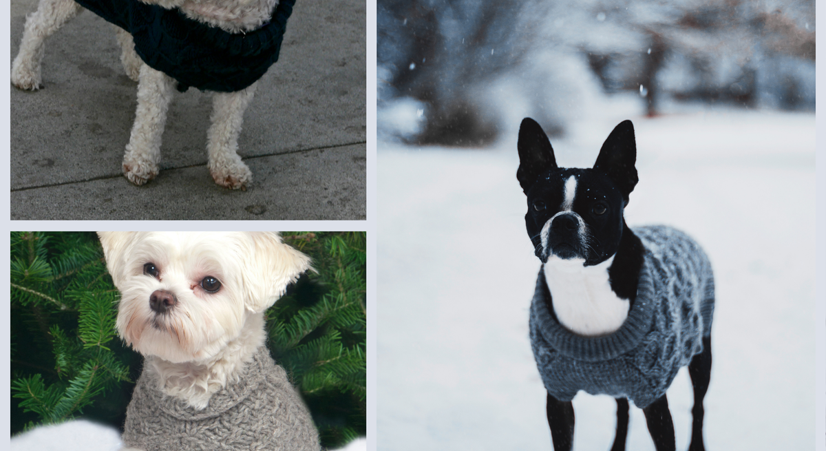 Eine Collage aus Hunden in Strickpullovern: Ein weißer Hund auf Gehweg, ein schwarz-weißer Hund im Schnee und ein weiterer vor Tannen im grauen Pullover.
