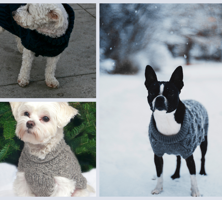 Eine Collage aus Hunden in Strickpullovern: Ein weißer Hund auf Gehweg, ein schwarz-weißer Hund im Schnee und ein weiterer vor Tannen im grauen Pullover. | © Canva [M]