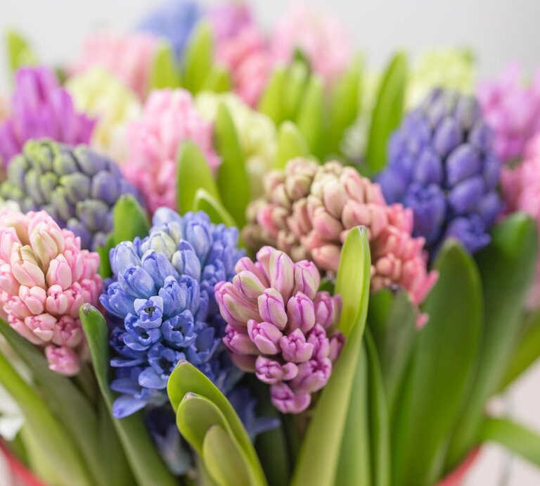 Bunter Strauß aus blühenden Hyazinthen in Rosa, Lila, Weiß und Blau mit saftig grünen Blättern vor hellem Hintergrund. | © Shutterstock/Fusionstudio