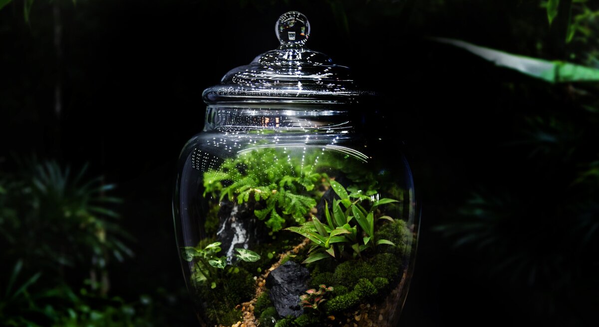 Zu sehen ist ein ewiges Terrarium