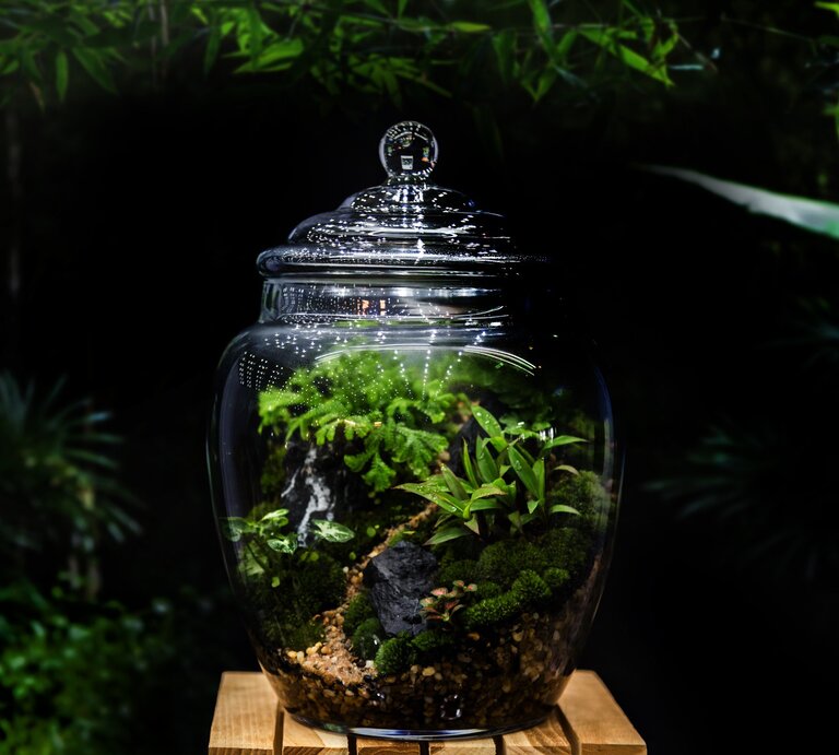Zu sehen ist ein ewiges Terrarium | © GettyImages/Yanukit Raiva