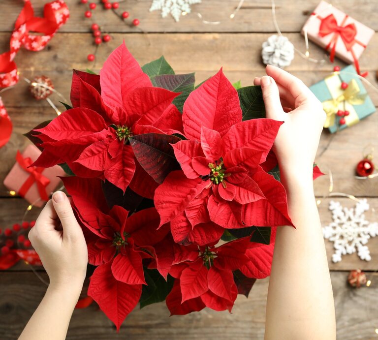 Zwei helle Hände halten einen roten Weihnachtsstern über einem Holztisch mit Geschenken, Schleifen und Weihnachtsdeko. | © Shutterstock/New Africa