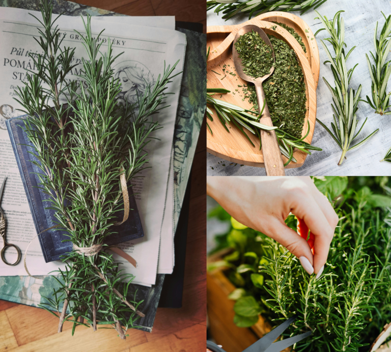 Frisch geernteter Rosmarin liegt auf Zeitungspapier, daneben eine antike Schere und getrocknete Kräuter in Holzschale. | © Canva/Collage:bildderfrau.de