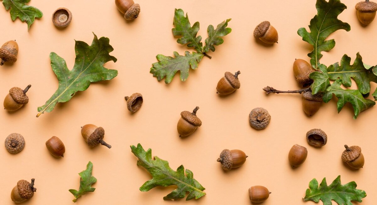 Herbstliche Eicheln mit rauer Kappe und grüne Blätter liegen locker verteilt auf hellorangefarbenem Hintergrund.