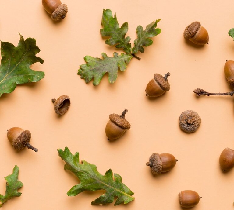 Herbstliche Eicheln mit rauer Kappe und grüne Blätter liegen locker verteilt auf hellorangefarbenem Hintergrund. | © Shutterstock/SNeG17