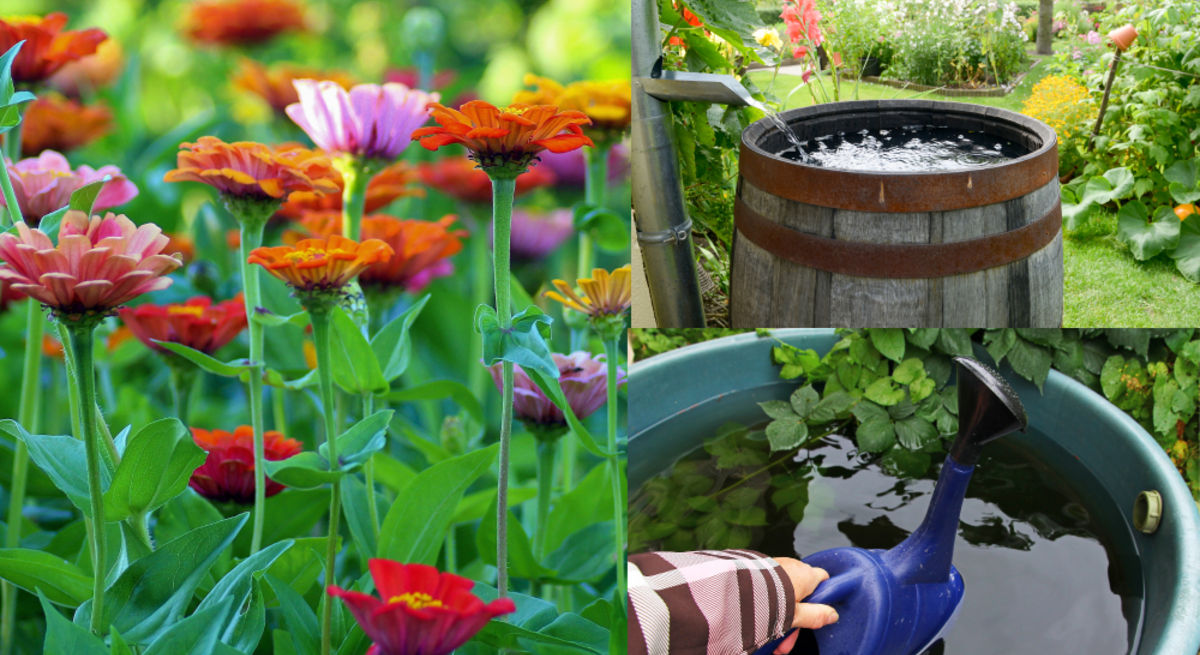 Bunte Zinnien im Sommergarten, daneben volle Regentonne und Hand in Jacke füllt blaue Gießkanne mit Regenwasser.