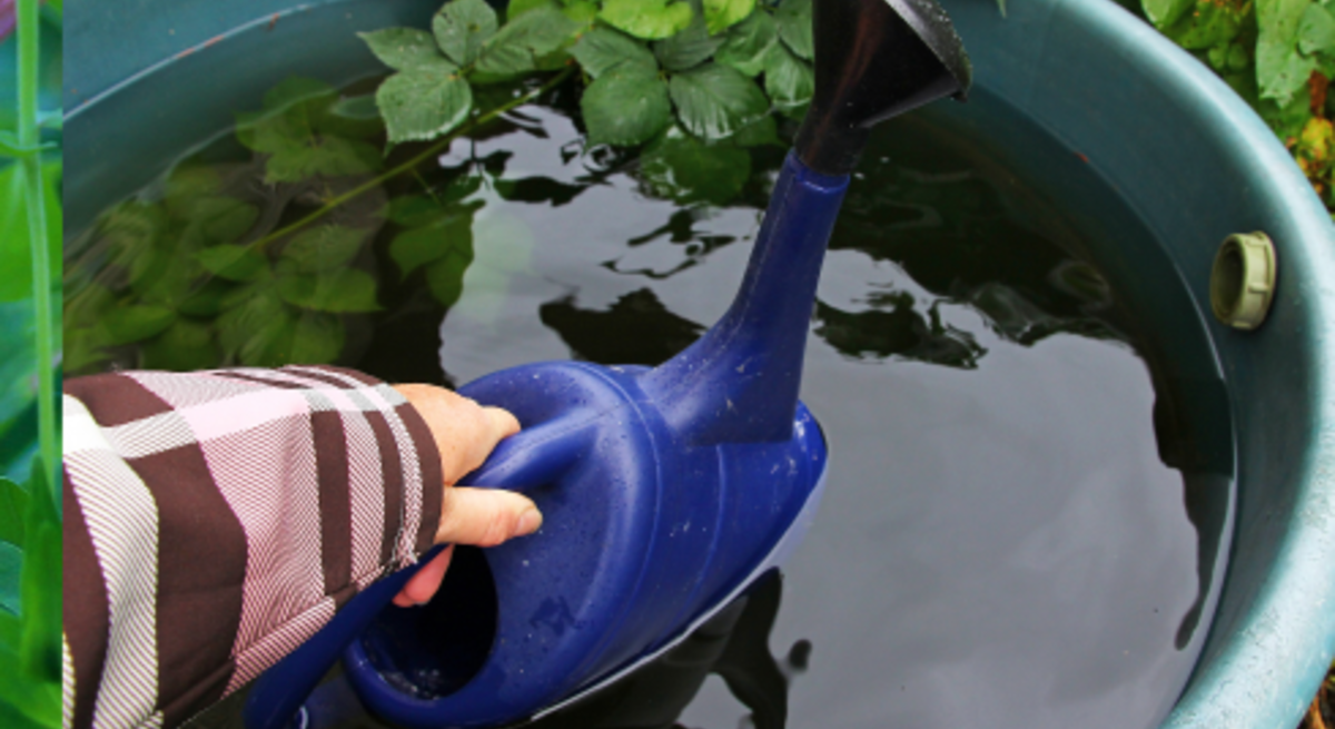Bunte Zinnien im Sommergarten, daneben volle Regentonne und Hand in Jacke füllt blaue Gießkanne mit Regenwasser.