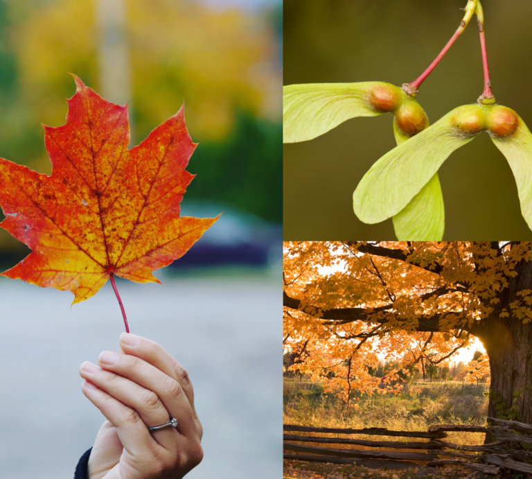 Eine Hand mit rotem Ahornblatt, grüne Ahorn-Früchte an Stielen und ein großer Ahornbaum mit goldenen Herbstblättern im Abendlicht. | © Canva/Collage:bildderfrau.de