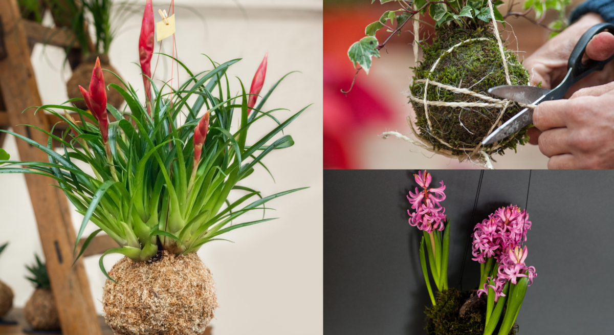 Verschiedene Kokedama-Pflanzen mit Moosbällen hängen dekorativ, eine Hand bindet gerade eine Pflanze mit weißer Schnur.