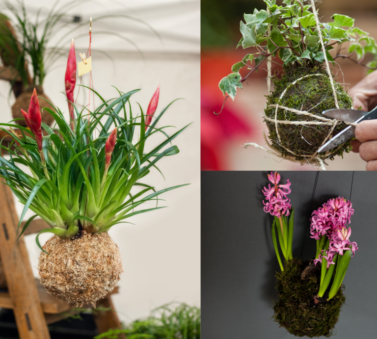 Verschiedene Kokedama-Pflanzen mit Moosbällen hängen dekorativ, eine Hand bindet gerade eine Pflanze mit weißer Schnur. | © Canva [M]