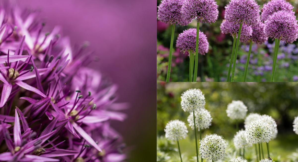 Lila und weiße Zierlauchblüten in Nahaufnahme und in Gartenbeeten mit kugeligen Blütenköpfen vor blühendem, grünem Hintergrund.