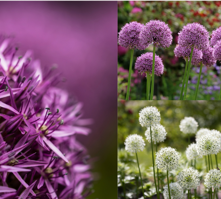 Lila und weiße Zierlauchblüten in Nahaufnahme und in Gartenbeeten mit kugeligen Blütenköpfen vor blühendem, grünem Hintergrund. | © Canva/Collage: bildderfrau.de