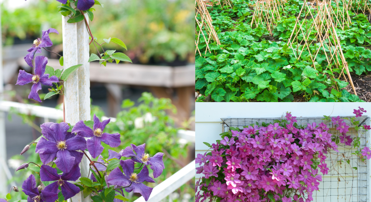 Lila Clematis-Blüten ranken an einem weißen Gitter, daneben ein Gemüsebeet mit Rankhilfen und pinke Clematis an Hauswand.